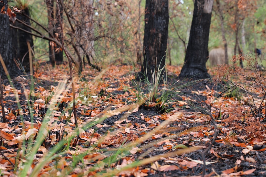 A close-up shot of ground in bushland where a controlled back-burn has recently been done.