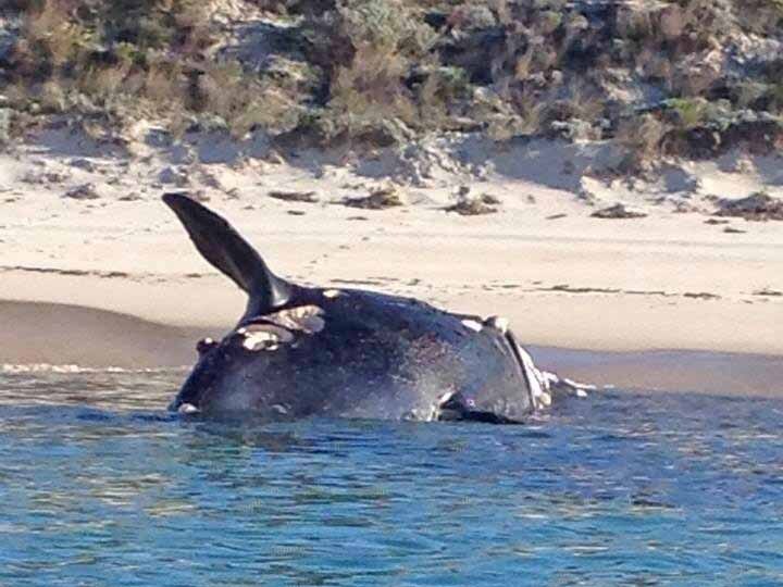 A dead southern right whale in the shallows of Tumby Bay