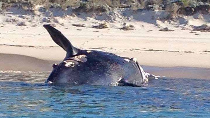 A dead southern right whale in the shallows of Tumby Bay