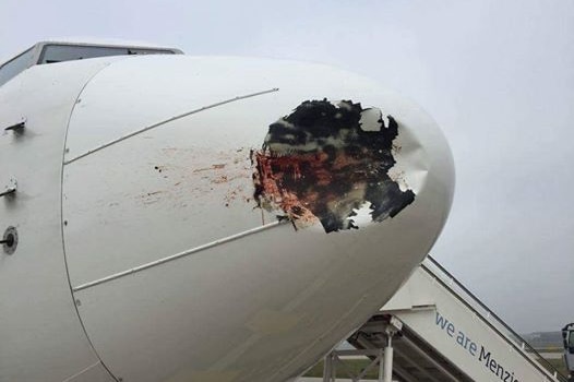Bird collision leaves dent in EgyptAir plane