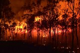 Red and orange glowing flames against black silhouetted trees with billowing smoke, fire scene at night, far north Queensland