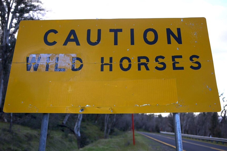 A yellow roadside sign that says "Caution Wild Horses".
