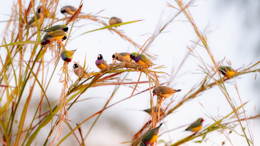 Gouldian finch eat gamba grass. 