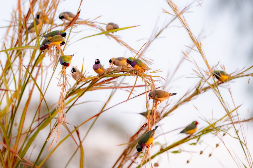 Gouldian finch eat gamba grass. 