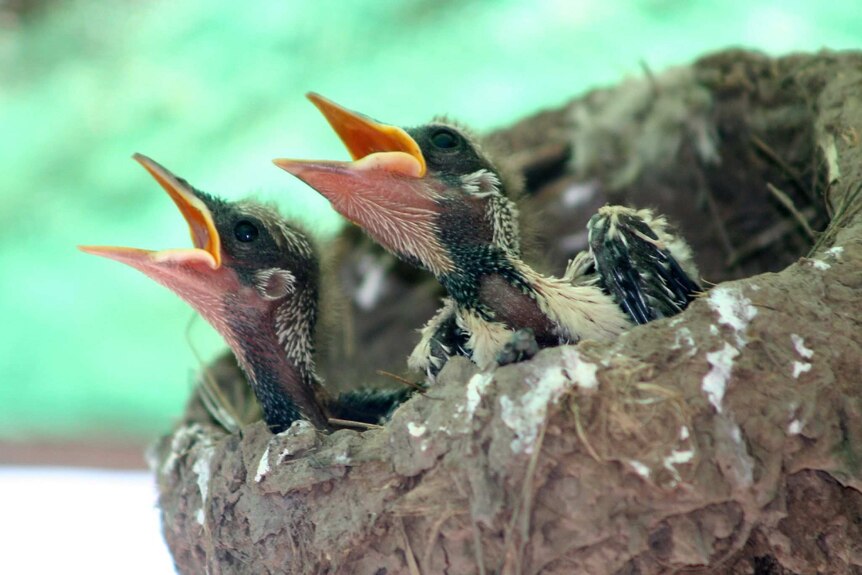 Magpie lark chicks in a nest.