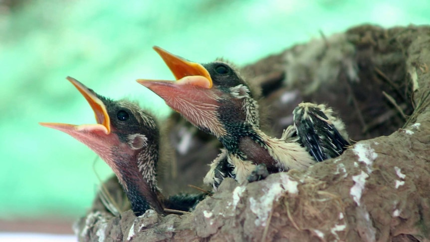 Magpie lark chicks in a nest.