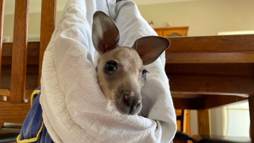 A close up of a small kangaroo joey with big ears in a fabric pouch hanging on the edge of a dining chair.