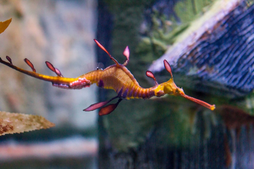 A male Weedy Sea Dragon