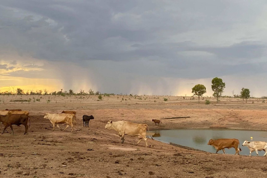 Cattle stand next to an almost dry dam with storm clouds overhead.