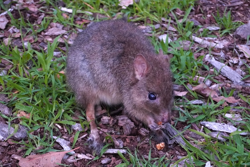 A small marsupial eating some food.