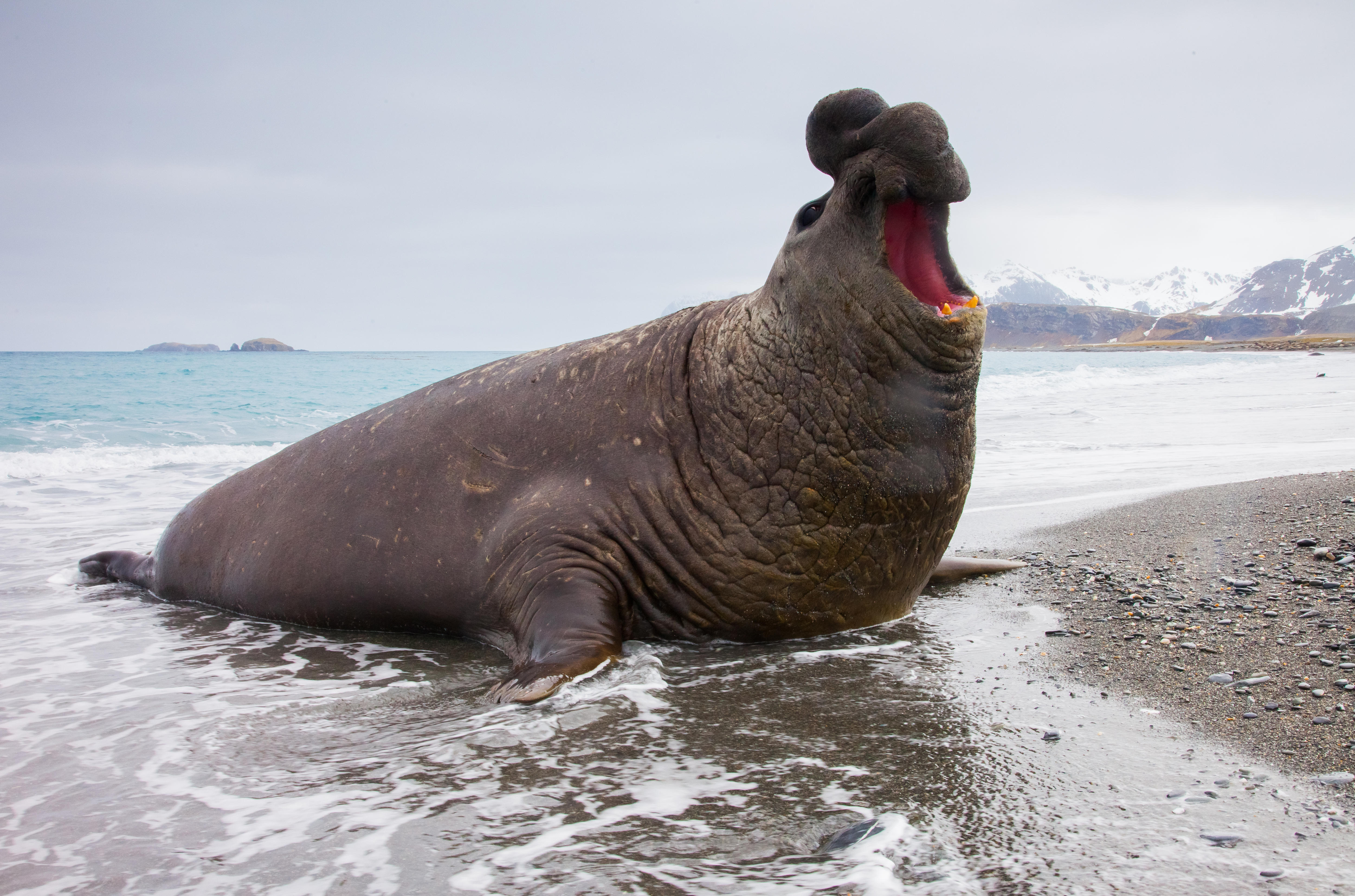 Outnumbered by elephant seals and king penguins: my weirdest day at work episode artwork