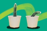 Two cactuses — one standing straight and the other bent — in pots against a green background.