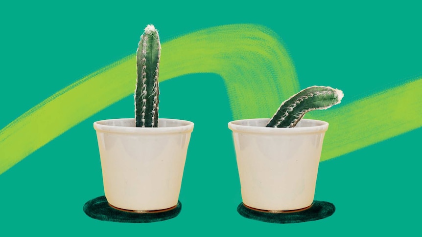 Two cactuses — one standing straight and the other bent — in pots against a green background.