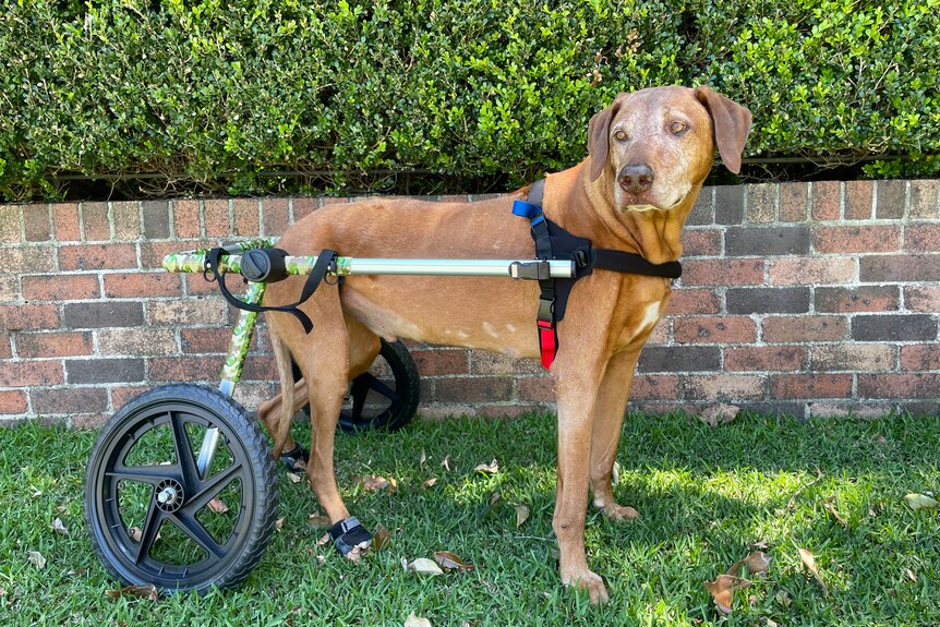 A dog with wheels strapped to him. 