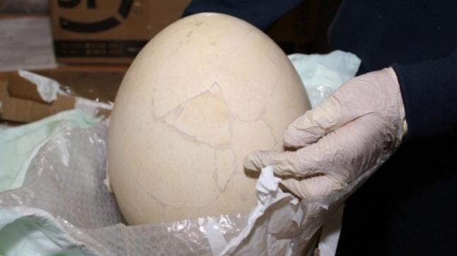 The prehistoric egg, held by authorities at Bergamo Airport