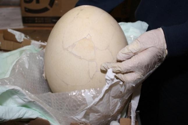 The prehistoric egg, held by authorities at Bergamo Airport