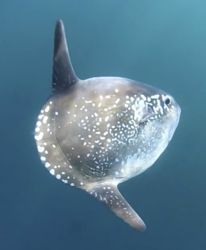 A hoodwinker sunfish photographer in waters off Chile.