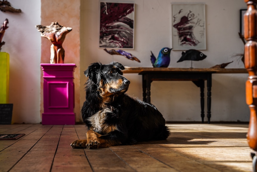 A dog sits on a wooden floor, colourful art displayed behind it.