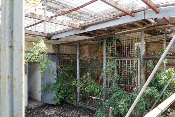 Trees growing up through upper level cells at the old Boggo Road jail in Brisbane in October 2019.