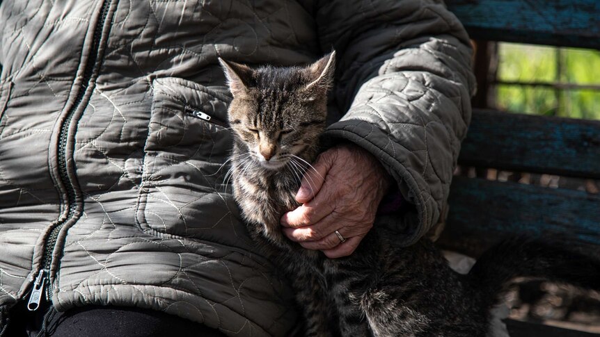 A man's hand cradles a cat as they sit in filtered sunlight.
