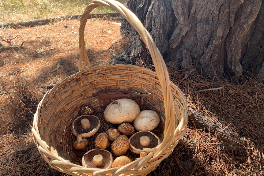 A large cane basket containing edible mushrooms of different sizes on the ground next to a pine tree.