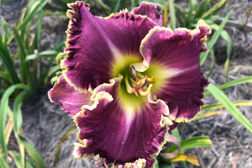 Deep burgundy ruffled petals with yellow centre and edges.