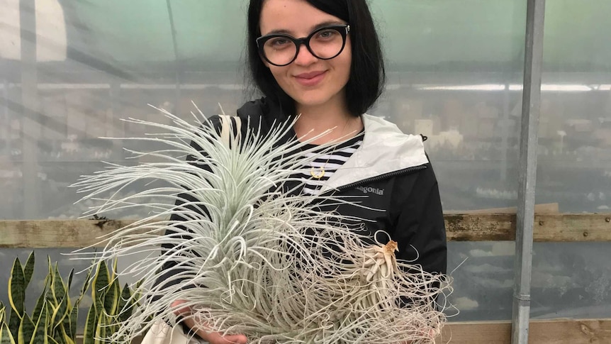 A woman at a plant shop holding a giant air plant, an indoor plant option that's not too expensive.