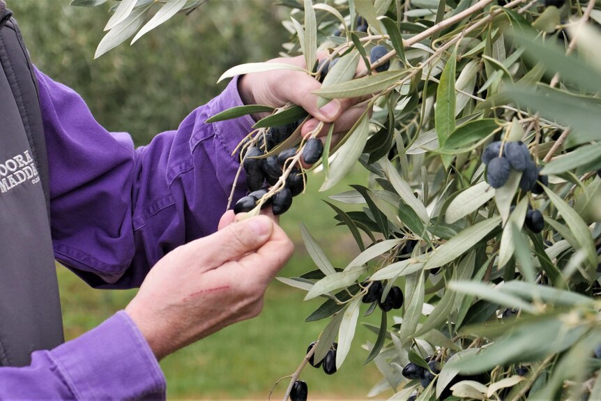 Hands holding some olives on a tree.