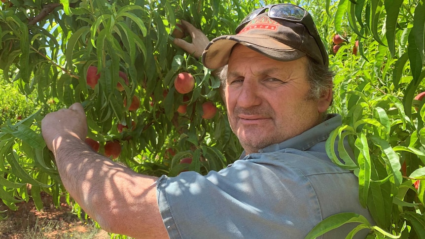 A picture of a man picking a peach from a branch covered in the fruit, as he looks at the camera.
