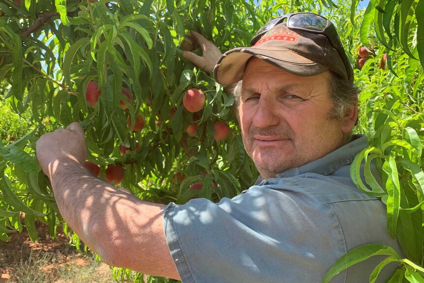 A picture of a man picking a peach from a branch covered in the fruit, as he looks at the camera.