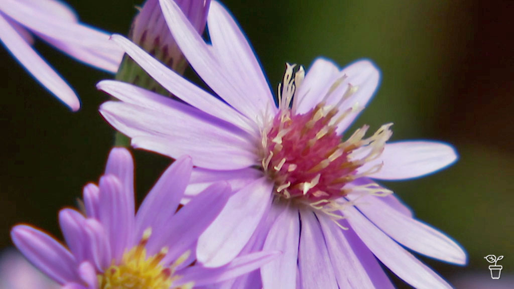 Gardening talkback: Should I cut back my Easter daisies?