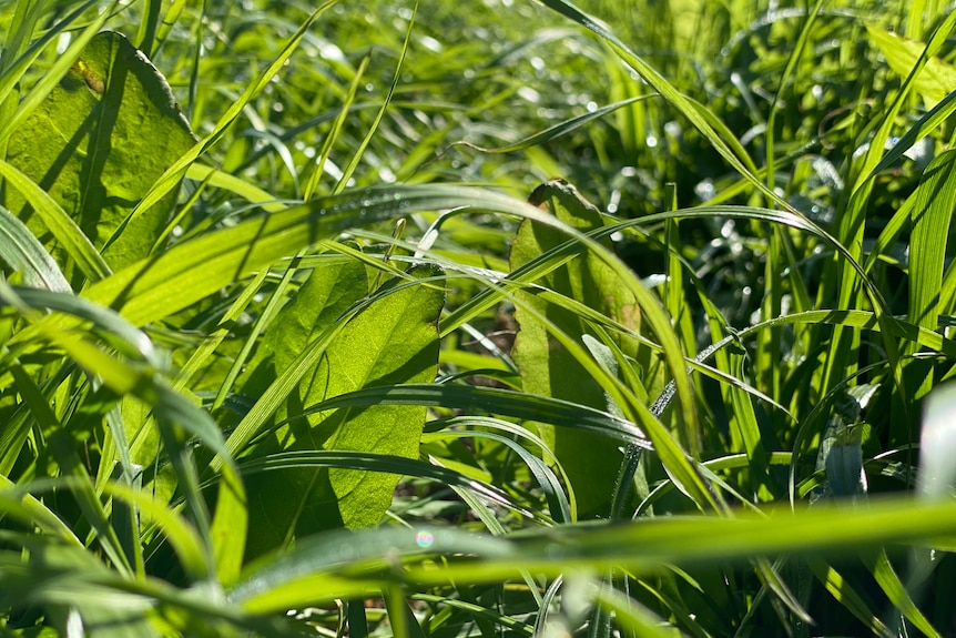 A close up of different grasses, some with broad leaves, other thin and long.