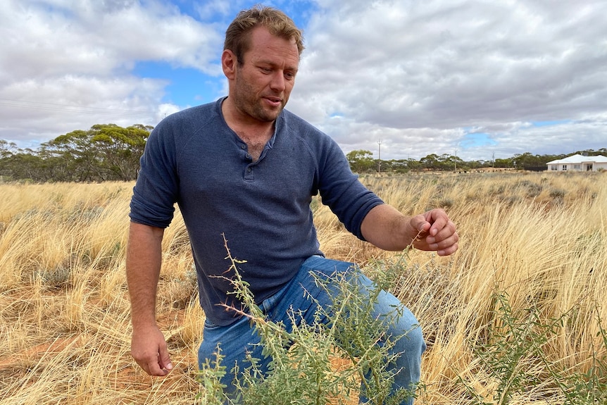 A man next two a wattle seed tree.