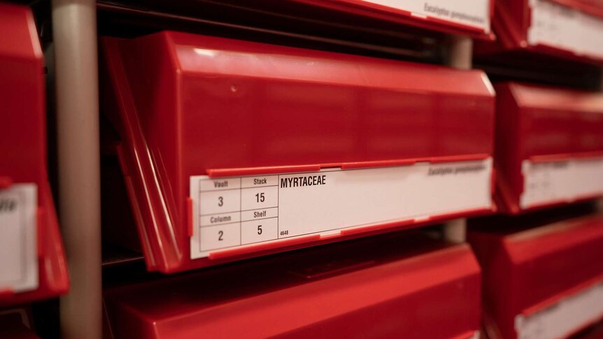 A close-up shot of rows of small red boxes inside the WA Herbarium.