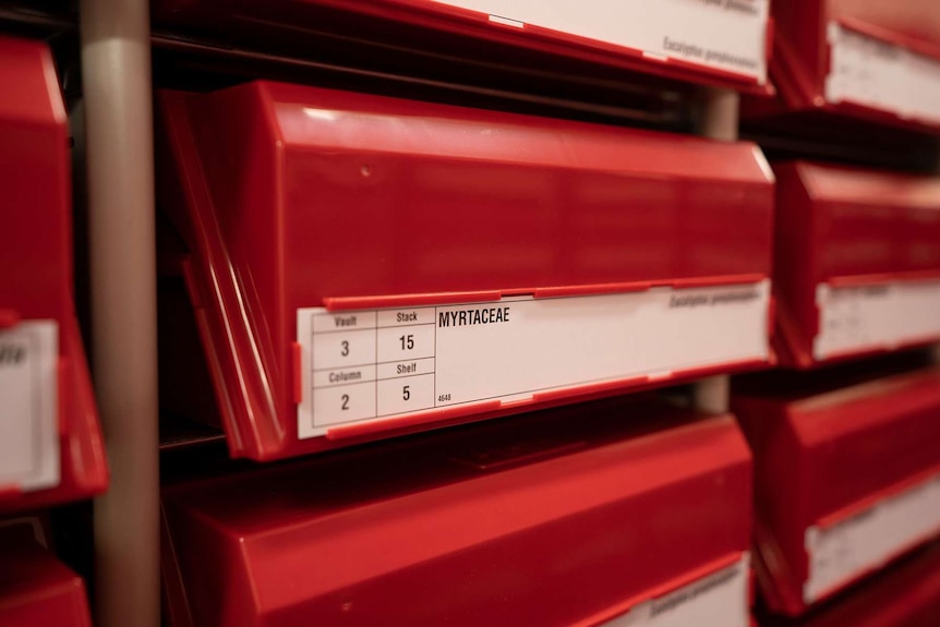 A close-up shot of rows of small red boxes inside the WA Herbarium.