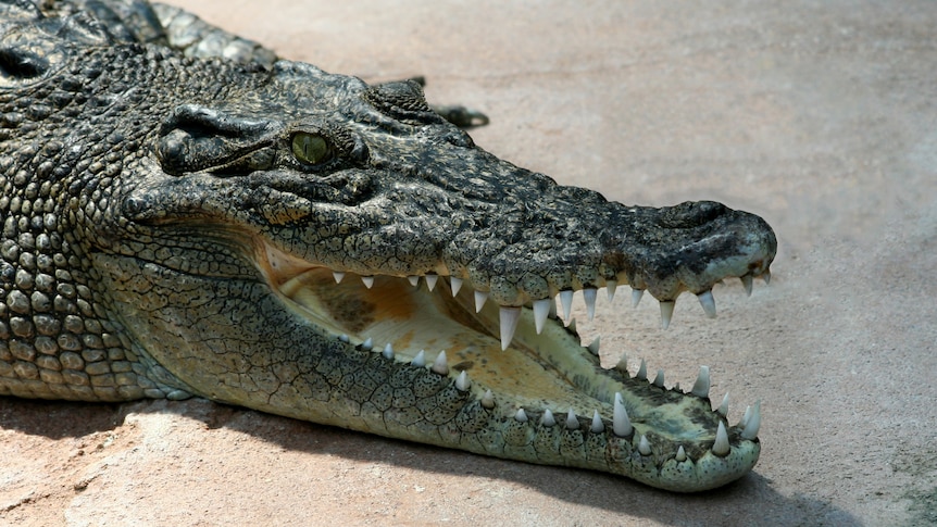 A saltwater crocodile lying on the ground in the sun with its mouth open.