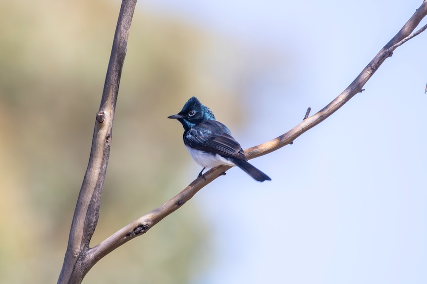 a small dark bird with blue tinges perched on a branch