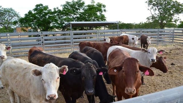 15 head of cattle have been impounded at Parkes, suspected of being stolen