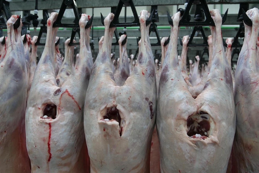 lamb carcasses hanging 