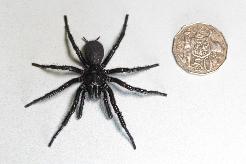 A large spider next to a 50 cent coin. 