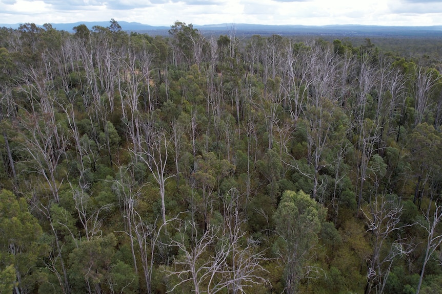 Eine Luftaufnahme des Staatswaldes mit offensichtlichen Beständen abgestorbener Bäume.