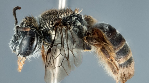 A Leioproctus Zephyr bee, with a furry mound on the front of its face.