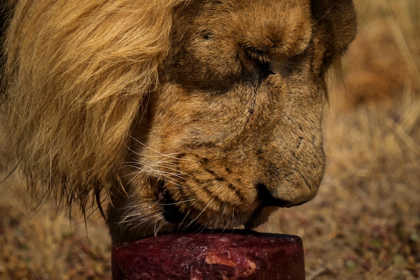 A close-up of a lion licking a red frozen block. 