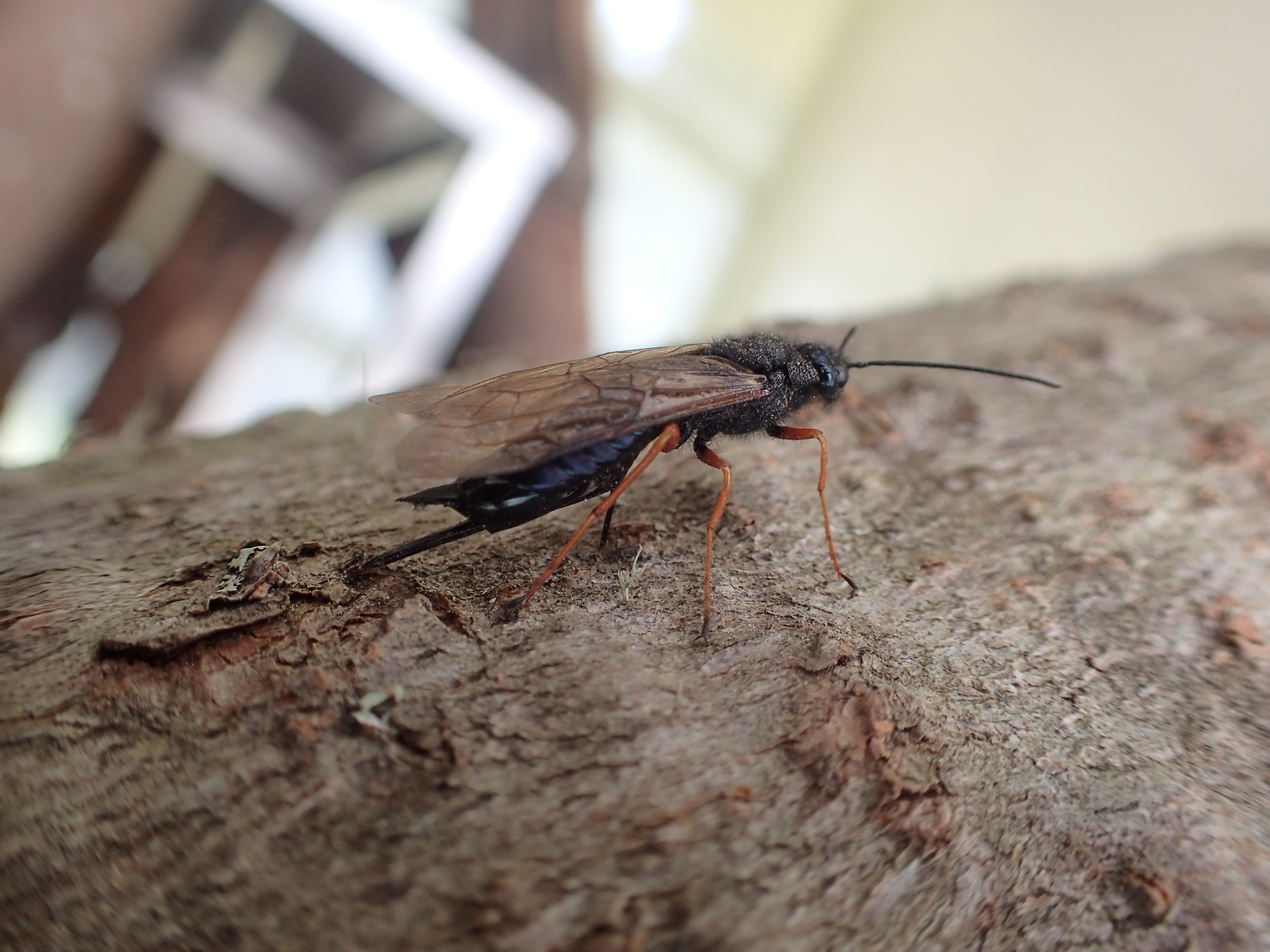 Sirex wood wasp on a pine tree