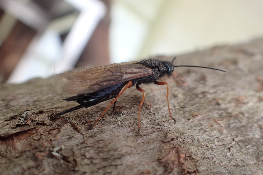 Sirex wood wasp on a pine tree