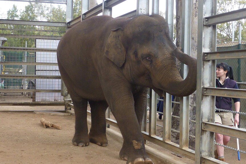Num-Oi, Melbourne Zoo elephant