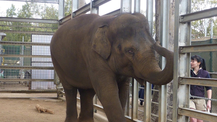 Num-Oi, Melbourne Zoo elephant