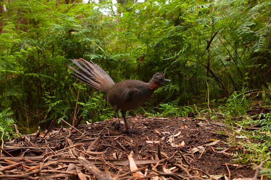 A generic image of a lyrebird chick in a forest.