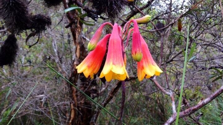 A red and yellow flower in a bell shape grows in a burnt section of bush.
