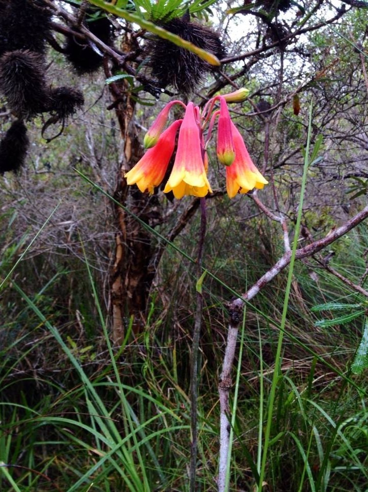 A red and yellow flower in a bell shape grows in a burnt section of bush.